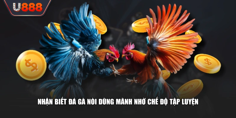 Nhận biết đá gà nòi dũng mãnh nhờ chế độ tập luyện